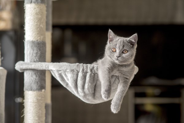 Shutterstock 1215793432