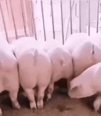 Pig