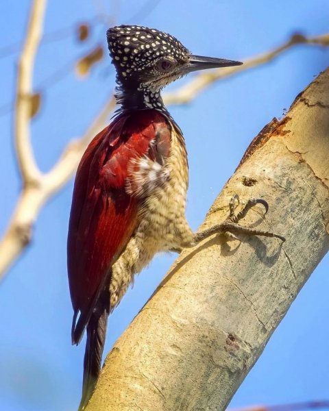 ЛУЗОНСКИЙ ДЯТЕЛ-СУЛТАН