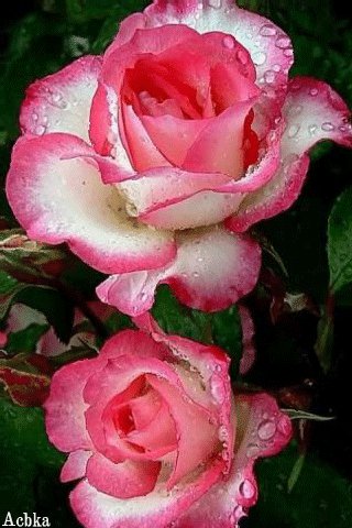 file_97109852