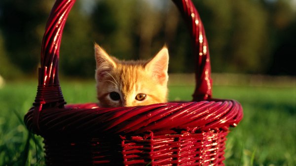 Kitten In Red Basket