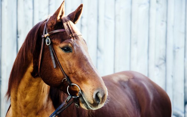 Beauty of Horses 3