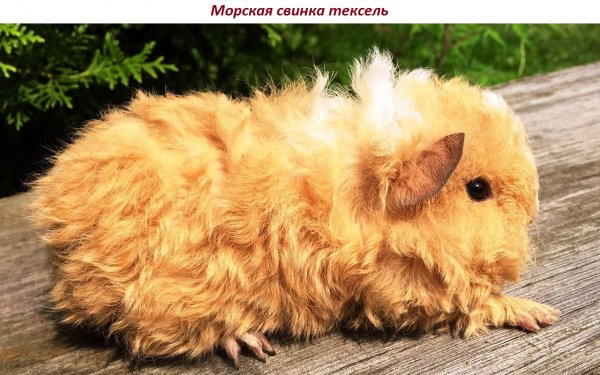 Морская свинка тексель
