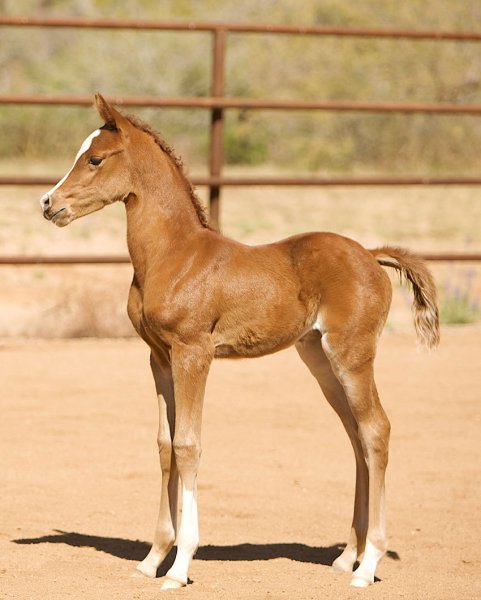 Horse 38