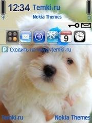 собачка