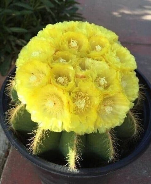 Цветение кактуса ..