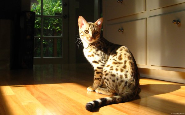 Cat-pretty-shadows