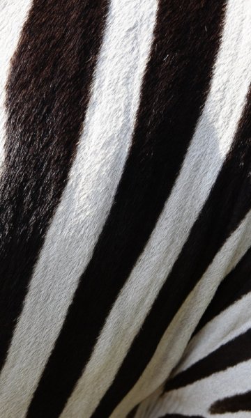 wallpaper 480x800 18 63