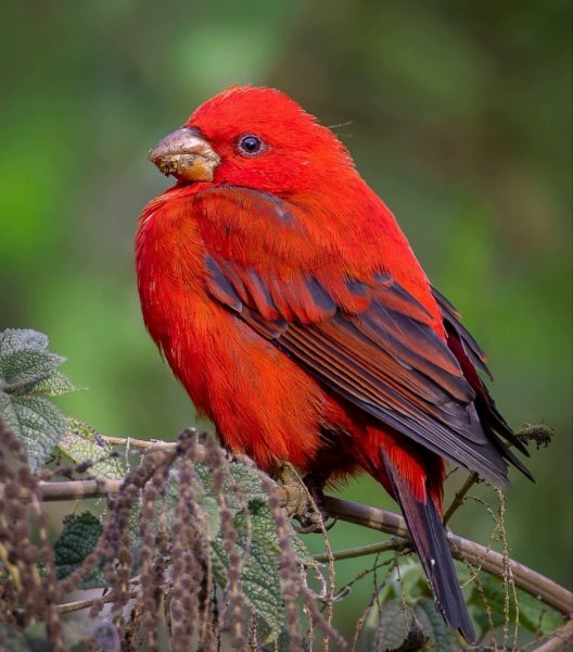 АЛЫЙ ВЬЮРОК