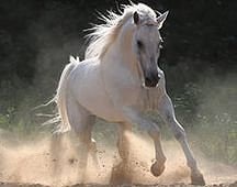 getImage011