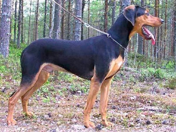 Греческая заячья гончая (3)