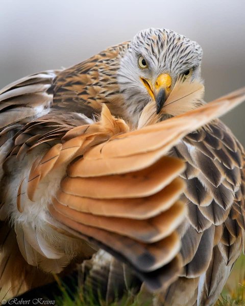 Краснохвостый коршун