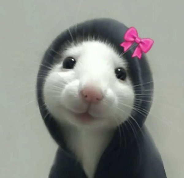 BadCurt - Мишка