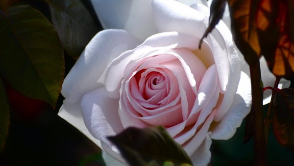 Image (21)