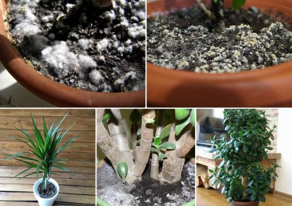 Как избавиться от белой плесени в цветочных горшках