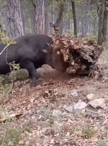 Бычара