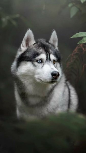 file_90356061