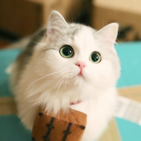 Tp Pet211019005