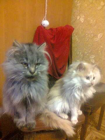 Брат и сестра