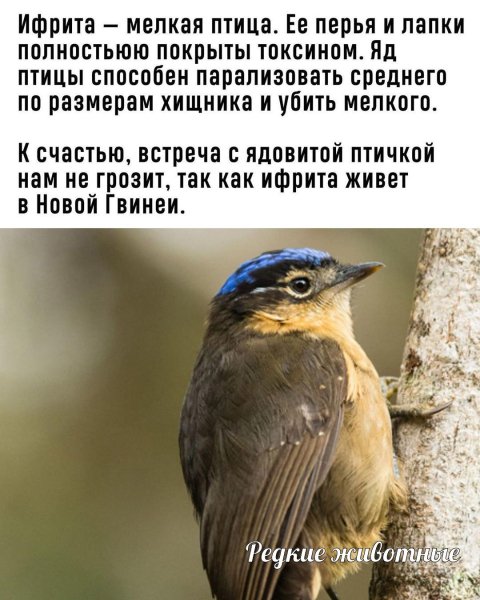 RRQBDC