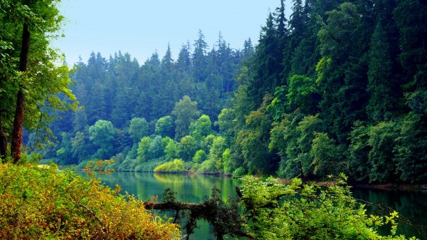 priroda derevya reka nature trees river