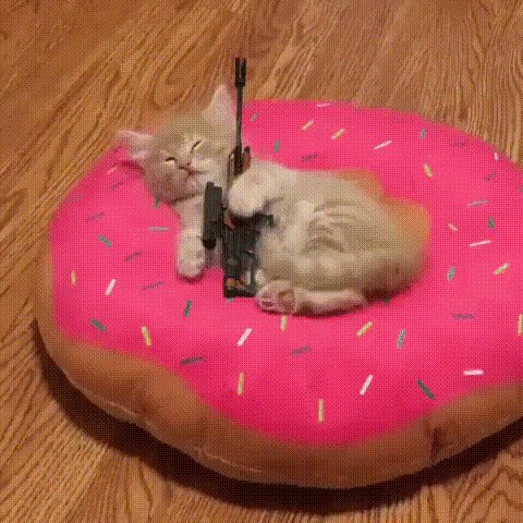 gif 1527956644