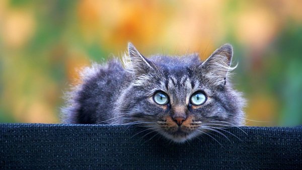 Gray-eyes-cat