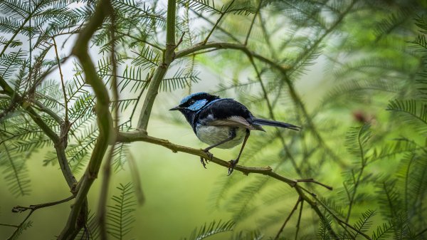 Блестящий расписной малюр Blue Fairy Wren