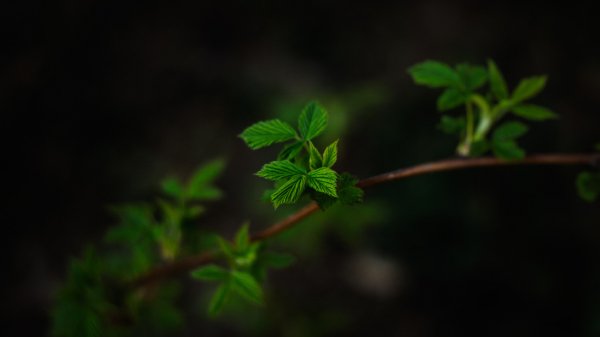 Природа обои ПК