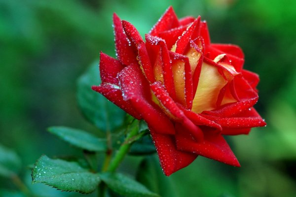 .Сентябрьским утром