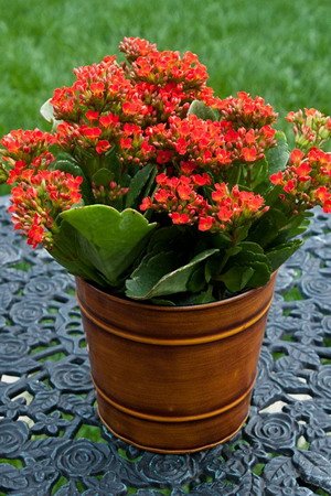 Каланхоэ (Бриофиллум)