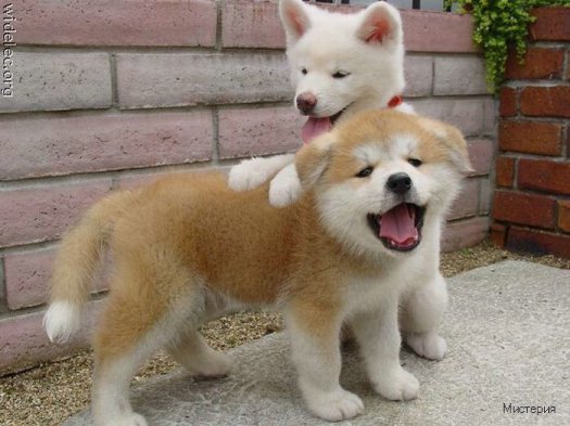 cute puppies 47