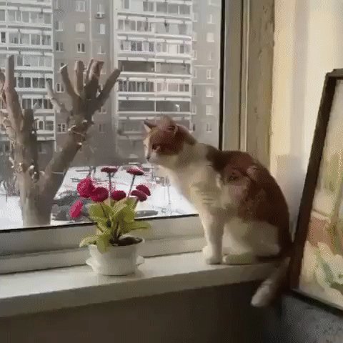 ))