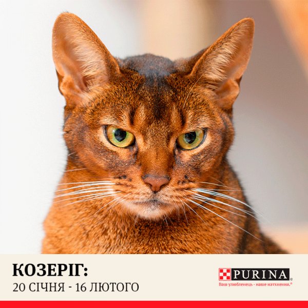 Кошачий Зодиак