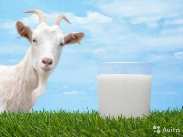 Лечение козьим молоком