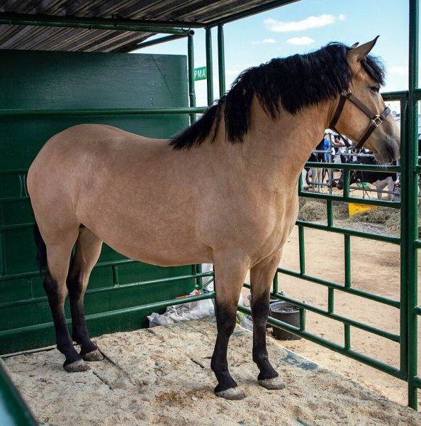 Лошадь Белорусская упряжная