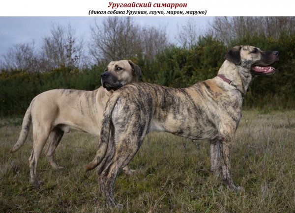 Уругвайский симаррон