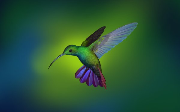 hummingbird 4k