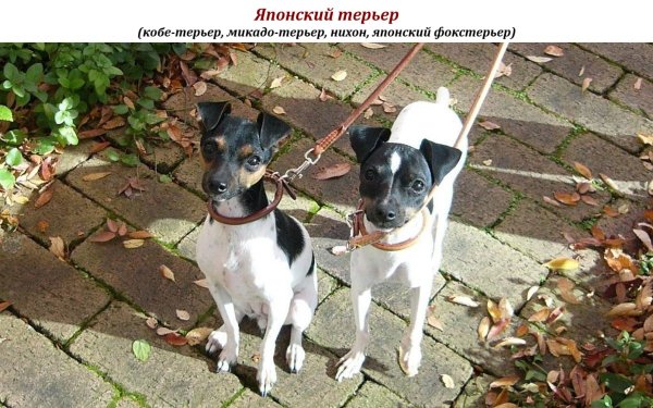 Японский терьер
