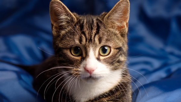 ComputerDesktopWallpapersCollection1825 027