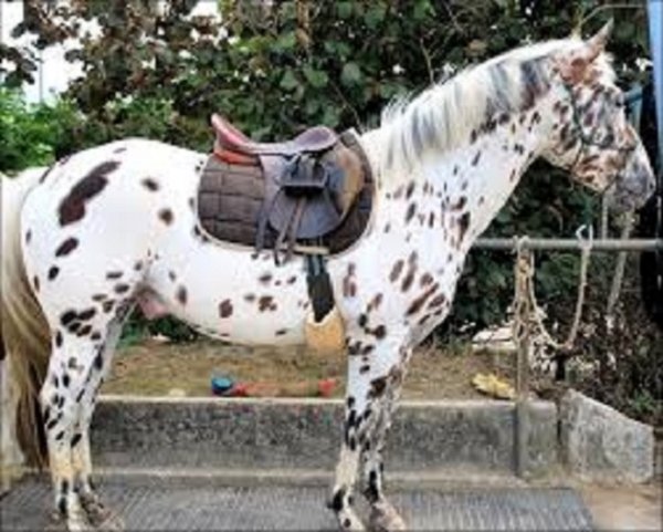 Кнабструп (3)