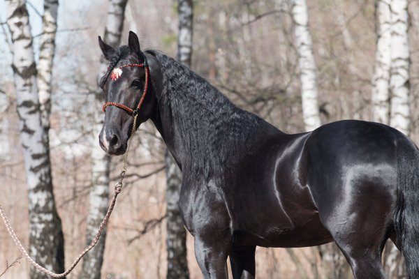 Лошадь Орловский рысак 3