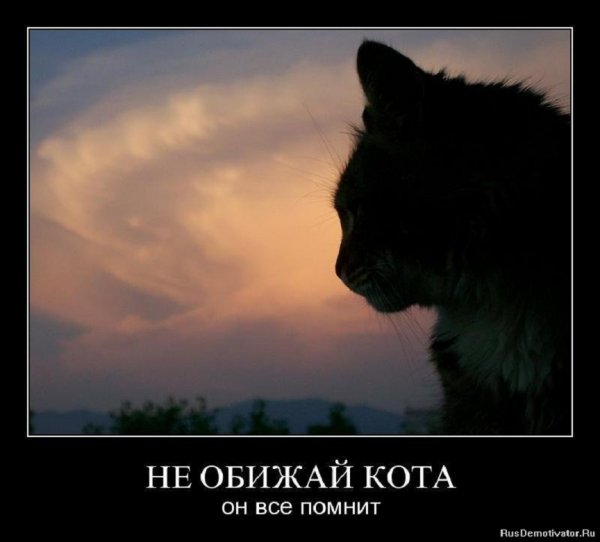 Не обижай кота, он всё помнит