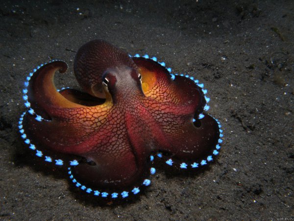 осьминожка