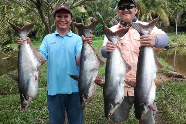 Пангасиус (4)