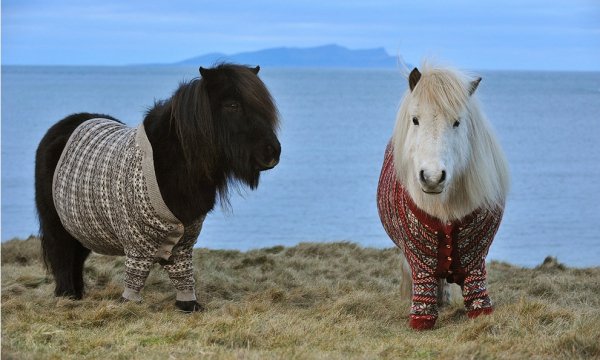 Шетлендская порода пони (3)