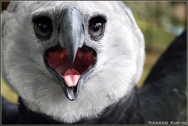 Гарпия южноамериканская