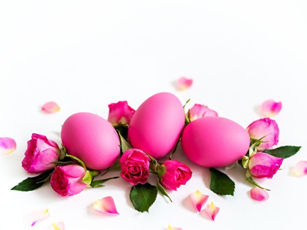 Easter Roses White background Pink color Eggs 566578 600x450