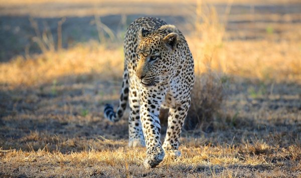 leopard-dikaya-koshka-hischnik-5804