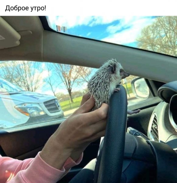 Доброе утро